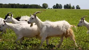 Condenado a dos años por golpear con una vara a un pastor cuyas cabras se comían sus aceitunas