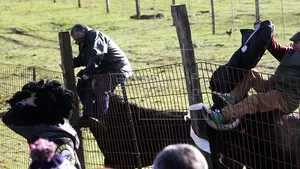 Impresionante Cogida Ciudad Rodrigo encierro campero Carnaval del Toro
