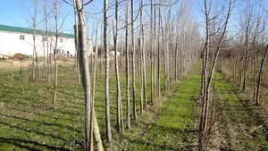 Una localidad navarra pide permiso a la CHE para construir una pasarela peatonal sobre el río Aragón