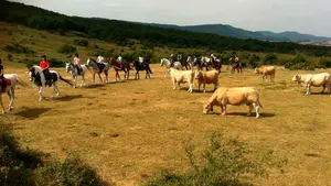 Caballerizas Bikuña ofrece campamentos para acercar el mundo del caballo a los niños