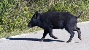 Un jabalí se cuela en el centro de Tudela y tiene que ser guiado para abandonar la ciudad