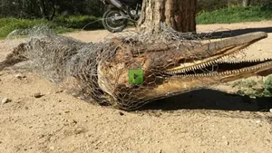 Encuentran el cad&aacute;ver de un Delf&iacute;n en Madrid