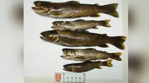 Denunciado por pescar truchas en la Ultzama en época de veda