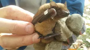 'Bat-night', un paseo guiado y nocturno para conocer los murciélagos que habitan en Pamplona