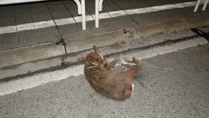 Se le cruza un corzo en un céntrico barrio de Pamplona y lo atropella