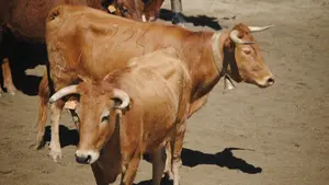 Muere una mujer corneada en el abdomen en una suelta de vaquillas