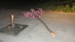 Cortan un árbol de 500 euros en Pamplona para regalárselo a su mujer