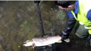 Pescadores furtivos: dos denunciados en Navarra por capturar truchas antes de la apertura de veda