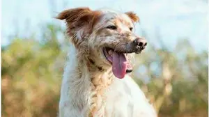 Se busca a Ivan en Pamplona, un setter que necesita la medicación urgentemente 