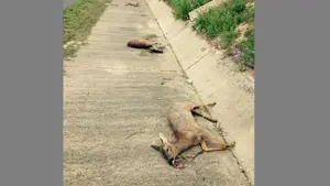 Una impactante imagen de un atropello a tres corzos en Navarra sale a la luz en internet