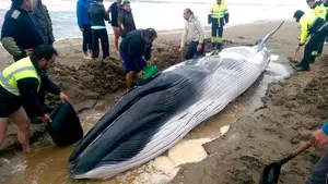 Hallada con vida una cría de ballena en la orilla de la playa onubense de Punta del Moral