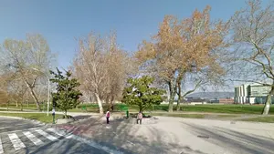 Pamplona cortará cuatro árboles que se encuentran en zonas con grado de protección II