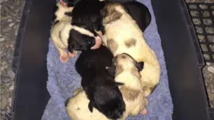 Momento en el que los cachorros toman, tras su rescate, el biberón