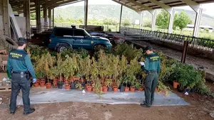 Desmantelan 530 plantas de marihuana en una explotación agrícola de Navarra