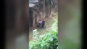 El momento en el que el gorila de un zoo captura a un niño