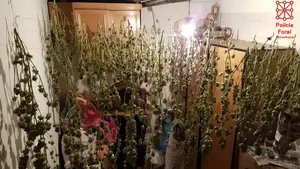 El olor de 83 plantas de marihuana permite detener a una pareja que las cultivaba en su casa de No&aacute;in