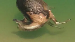 Denuncian que cerca de un centenar de animales ha muerto ahogado en el Canal de Navarra