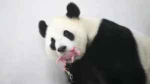 Las im&aacute;genes de las primeras horas de vida de una cr&iacute;a de panda gigante en un zoo de Bruselas