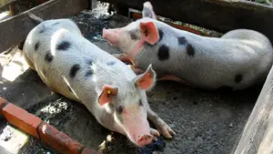 Investigados unos padres por el posible envenenamiento de su hijo de 7 años con medicamentos para cerdos