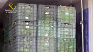 Acelgas con hachís: incautados 2.200 kilos de droga entre 12 toneladas de esta verdura