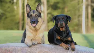 El Colegio de Veterinarios de Navarra advierte del peligro latente de la rabia y propone un proyecto sanitario común