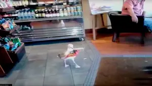 Gaviota pillada con las manos en la masa robando Doritos en una cafeter&iacute;a