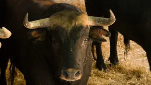 Las imágenes de los novillos de El Parralejo para el 5 de julio en los corrales de la plaza de toros