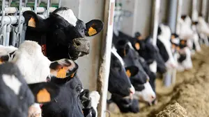 Dos municipios navarros muestran su "preocupación" ante el aumento de tamaño de una "macrogranja"