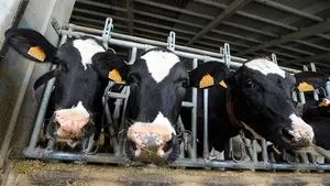 El Gobierno prohibirá las macrogranjas como la de Caparroso: límite de 1.250 vacas