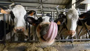 Las vacas de Lacturale bailan al ritmo de jotas y canciones de San Fermín