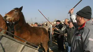 La feria de ganado equino de San Fermín vuelve el día 7 al polígono Agustinos