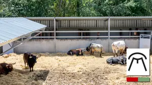 8 de julio, segundo encierro