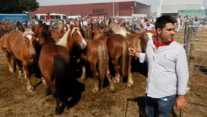 La Feria de Ganado Equino reúne 653 cabezas en San Fermín