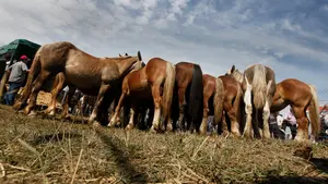 El parque de Pamplona que se transforma por unos días en una granja con más de 560 animales