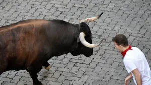 Fin a una discriminación histórica en Pamplona: los encierros de San Fermín 2017 se correrán con 3 toros y 3 vacas