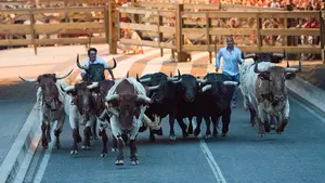 Las preciosas imágenes del silencio en el encierrillo de los toros de Victoriano del Río