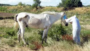 Incautadas cuatro yeguas en Etxauri por su mal estado físico tras recibir el aviso de que había un caballo muerto