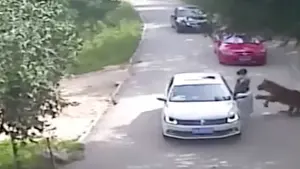 Una mujer muere al ser atacada por un tigre en un safari