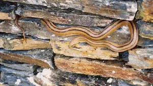 Capturan una serpiente de casi 80 centímetros en la habitación donde dormía un bebé