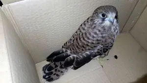 Noche 'salvaje' en las dependencias policiales de Pamplona: de madrugada con un ave rapaz