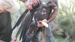 Haizea, un águila real radioequipada en Navarra que informará sobre cómo la electricidad afecta a su especie