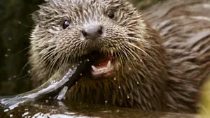 Nace la tercera cría de nutria europea, especie amenazada, en Navarra