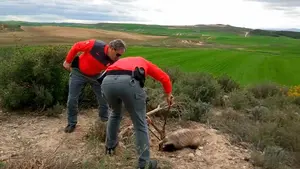 Un tejón queda atrapado en un lazo ilegal en Tierra Estella