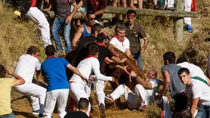 Todas las fotos del primer y emocionante encierro del Pilón en Falces con vacas de Vicente Domínguez