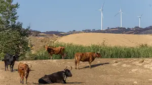 Un respiro para las explotaciones de ganado de lidia: Navarra destina 750.000€ por los efectos del Covid-19