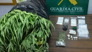 La Guardia Civil busca a un vecino de Tierra Estella por maltrato y acaba encontrando un jardín de marihuana en su casa