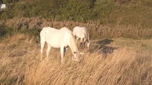 Quince detenidos por vender carne de caballo no autorizada para el consumo humano