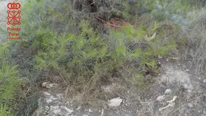 Disparos contra perros en Navarra: detenido un hombre por matar a una podenca en Valtierra con una escopeta