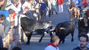 Salida de los Eladio Vegas buscando cornadas en Sangüesa