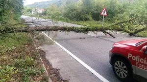 La caída de un árbol en Santesteban obliga a cortar al tráfico la carretera NA-1210